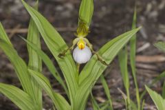 Small White Lady's-slipper, Cypripedium candidum