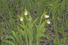 Small White Lady's-slipper, Cypripedium candidum