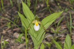 Small White Lady's-slipper, Cypripedium candidum