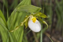 Small White Lady's-slipper, Cypripedium candidum