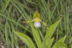 Small White Lady's-slipper, Cypripedium candidum