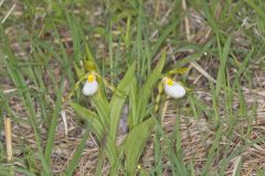 Small White Lady's-slipper, Cypripedium candidum