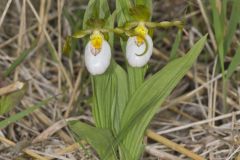 Small White Lady's-slipper, Cypripedium candidum