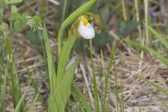 Small White Lady's-slipper, Cypripedium candidum