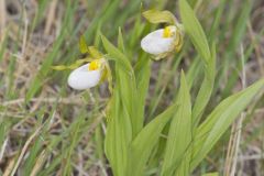 Small White Lady's-slipper, Cypripedium candidum