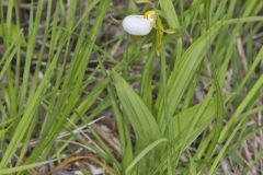 Small White Lady's-slipper, Cypripedium candidum