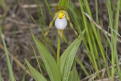 Small White Lady's-slipper, Cypripedium candidum