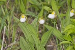 Small White Lady's-slipper, Cypripedium candidum