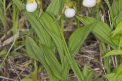 Small White Lady's-slipper, Cypripedium candidum