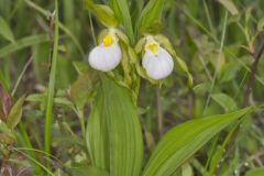 Small White Lady's-slipper, Cypripedium candidum