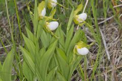 Small White Lady's-slipper, Cypripedium candidum