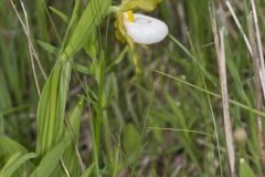 Small White Lady's-slipper, Cypripedium candidum