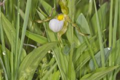 Small White Lady's-slipper, Cypripedium candidum