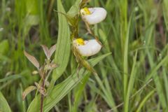 Small White Lady's-slipper, Cypripedium candidum