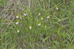 Small White Lady's-slipper, Cypripedium candidum