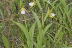 Small White Lady's-slipper, Cypripedium candidum