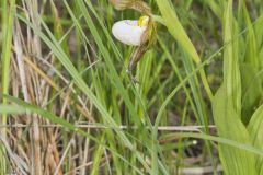 Small White Lady's-slipper, Cypripedium candidum