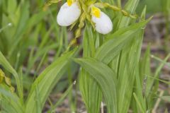 Small White Lady's-slipper, Cypripedium candidum