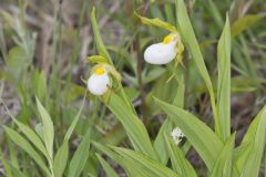 Small White Lady's-slipper, Cypripedium candidum