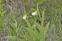 Small White Lady's-slipper, Cypripedium candidum