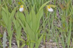 Small White Lady's-slipper, Cypripedium candidum