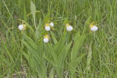 Small White Lady's-slipper, Cypripedium candidum