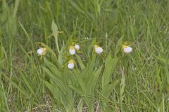 Small White Lady's-slipper, Cypripedium candidum