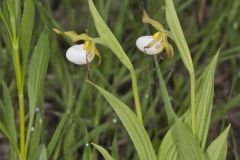 Small White Lady's-slipper, Cypripedium candidum