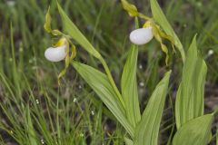 Small White Lady's-slipper, Cypripedium candidum