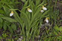 Small White Lady's-slipper, Cypripedium candidum