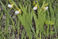 Small White Lady's-slipper, Cypripedium candidum