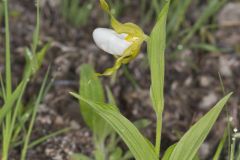 Small White Lady's-slipper, Cypripedium candidum