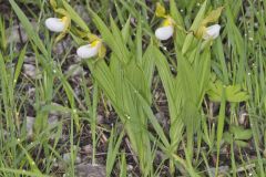 Small White Lady's-slipper, Cypripedium candidum