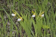 Small White Lady's-slipper, Cypripedium candidum