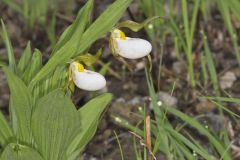 Small White Lady's-slipper, Cypripedium candidum