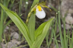 Small White Lady's-slipper, Cypripedium candidum