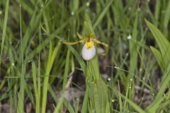 Small White Lady's-slipper, Cypripedium candidum