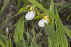 Small White Lady's-slipper, Cypripedium candidum