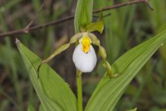 Small White Lady's-slipper, Cypripedium candidum