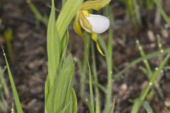 Small White Lady's-slipper, Cypripedium candidum