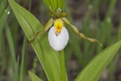 Small White Lady's-slipper, Cypripedium candidum