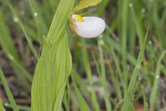 Small White Lady's-slipper, Cypripedium candidum