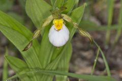 Small White Lady's-slipper, Cypripedium candidum