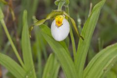 Small White Lady's-slipper, Cypripedium candidum