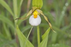 Small White Lady's-slipper, Cypripedium candidum