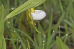 Small White Lady's-slipper, Cypripedium candidum