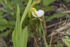 Small White Lady's-slipper, Cypripedium candidum