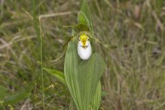 Small White Lady's-slipper, Cypripedium candidum