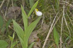 Small White Lady's-slipper, Cypripedium candidum