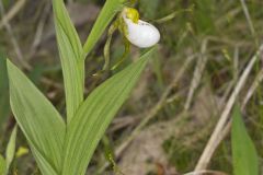 Small White Lady's-slipper, Cypripedium candidum